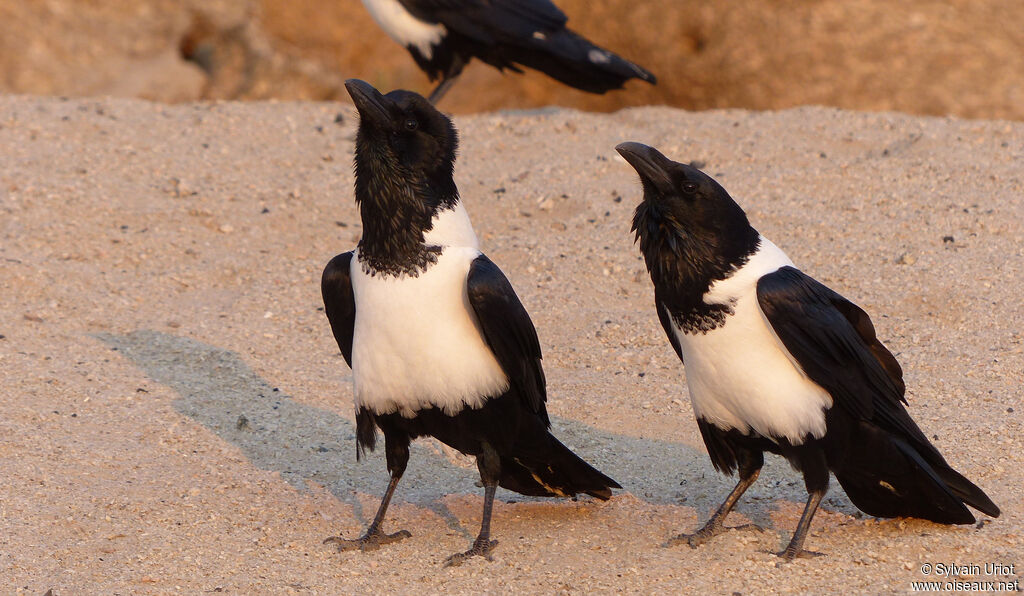 Pied Crow