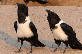 Pied Crow