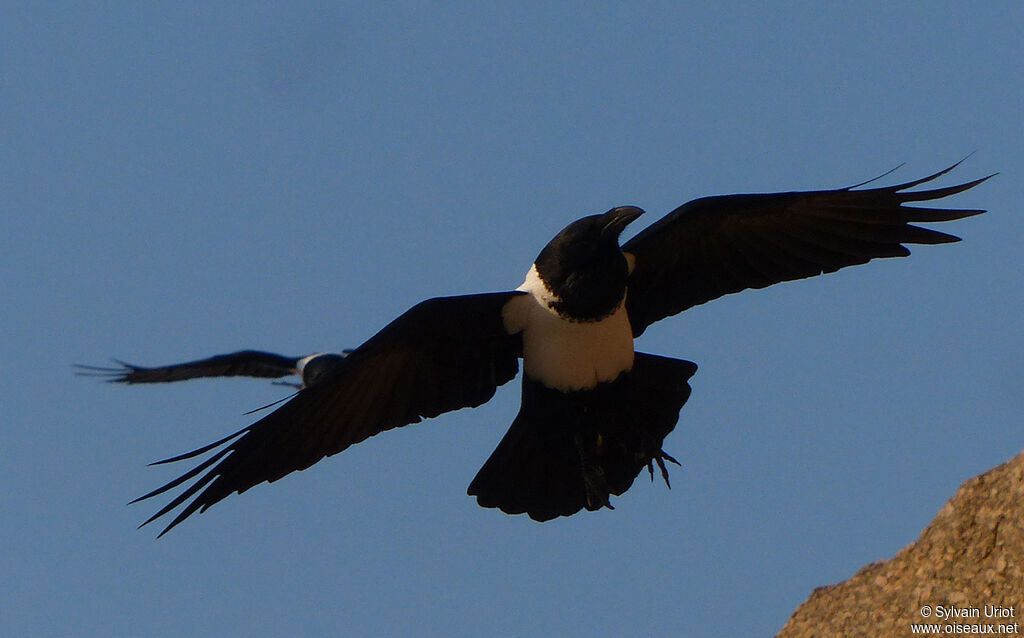 Pied Crow