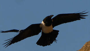 Pied Crow