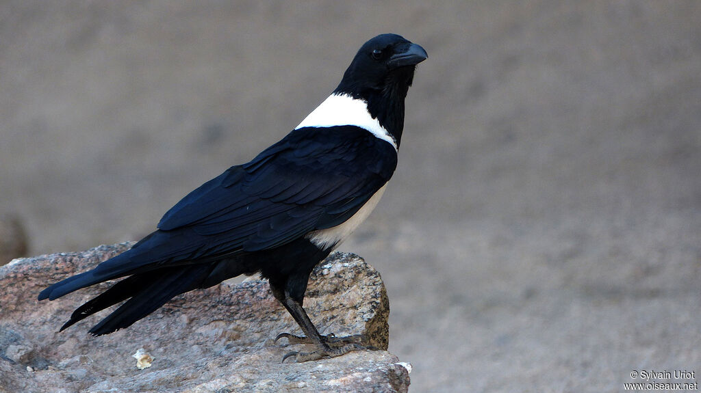 Pied Crow