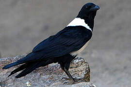 Pied Crow