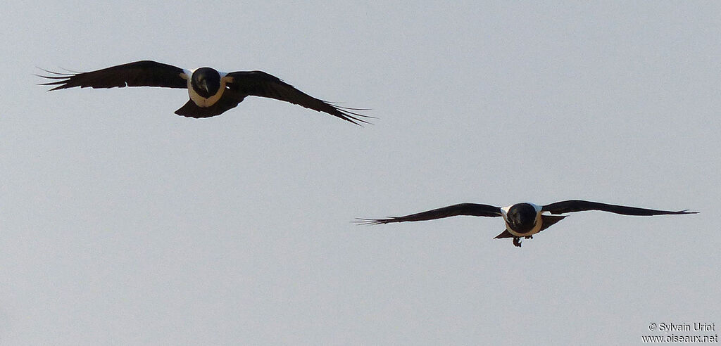 Pied Crow