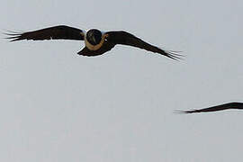 Pied Crow