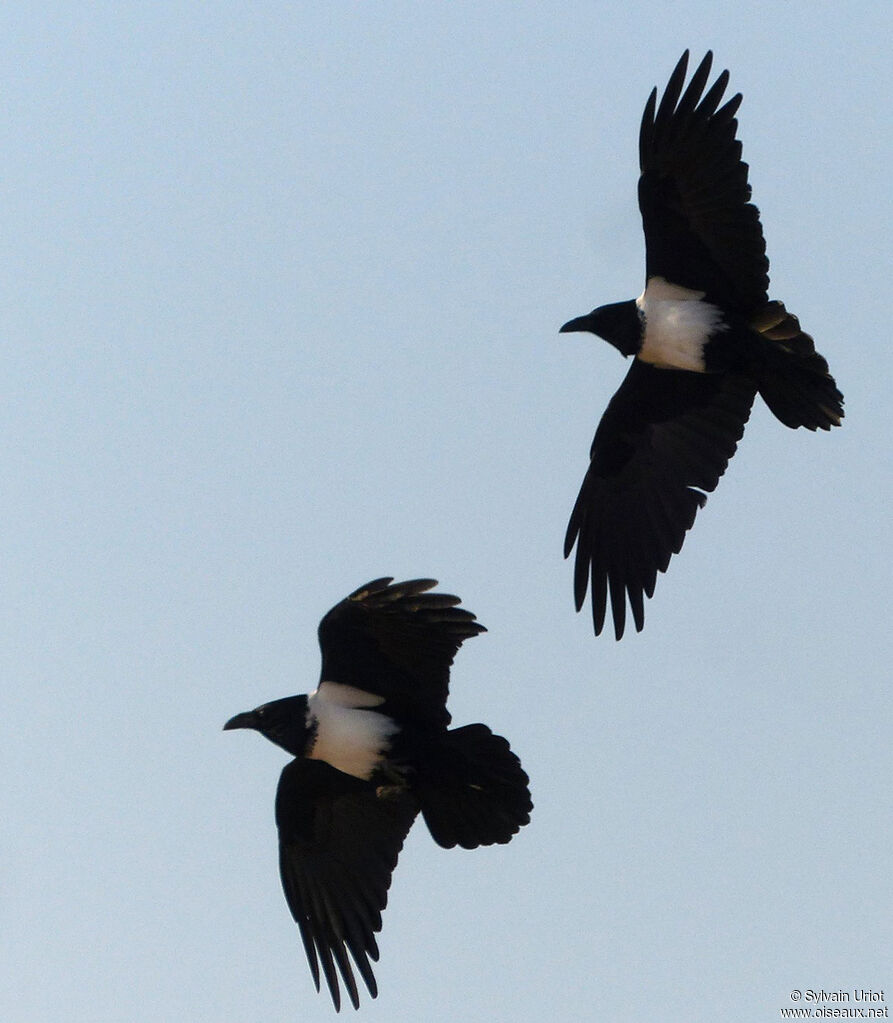 Pied Crow