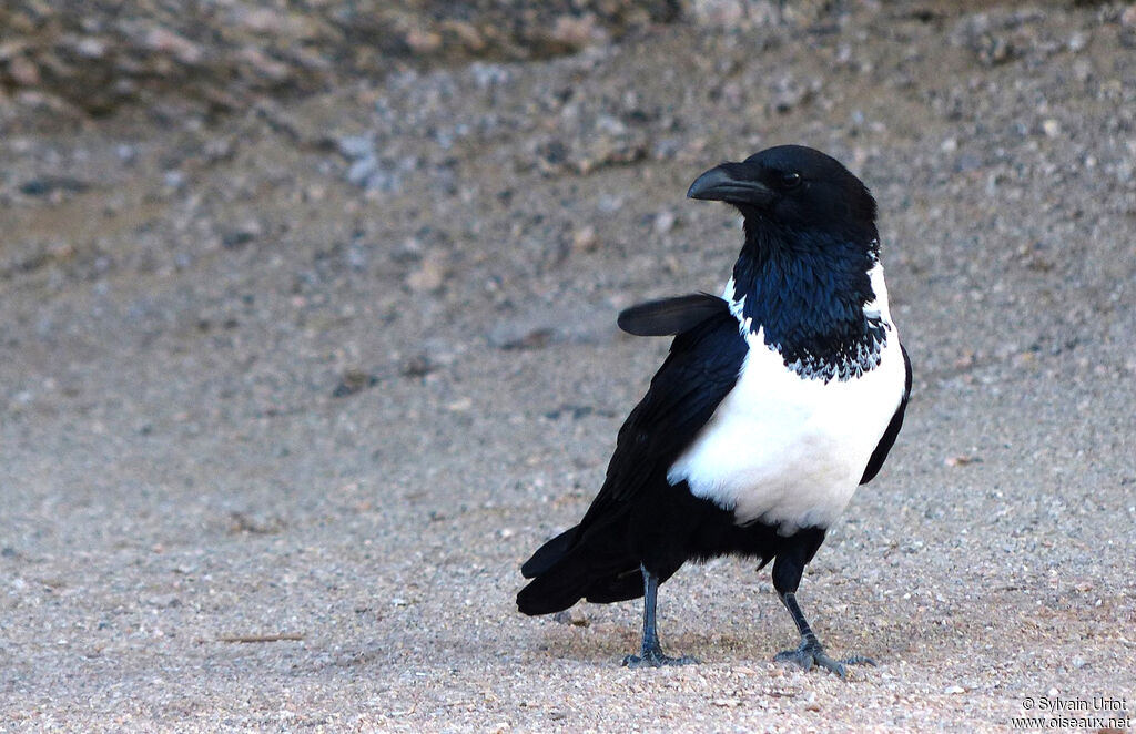 Corbeau pie