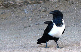 Pied Crow