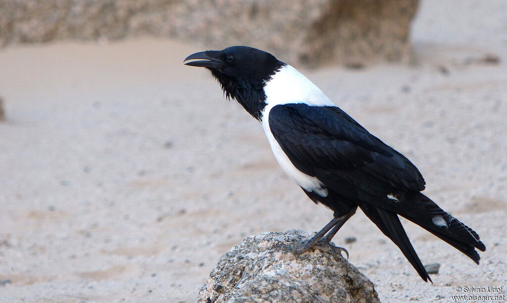 Corbeau pie