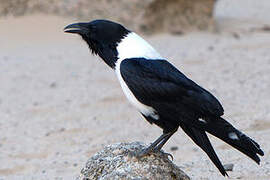 Pied Crow