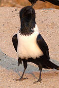 Pied Crow