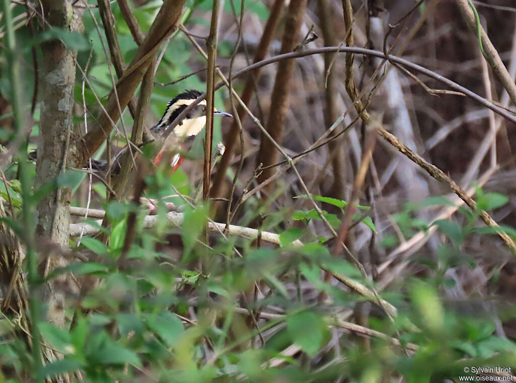 Elegant Crescentchestadult