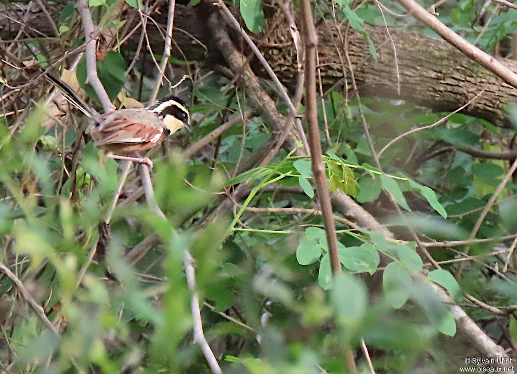 Elegant Crescentchestadult