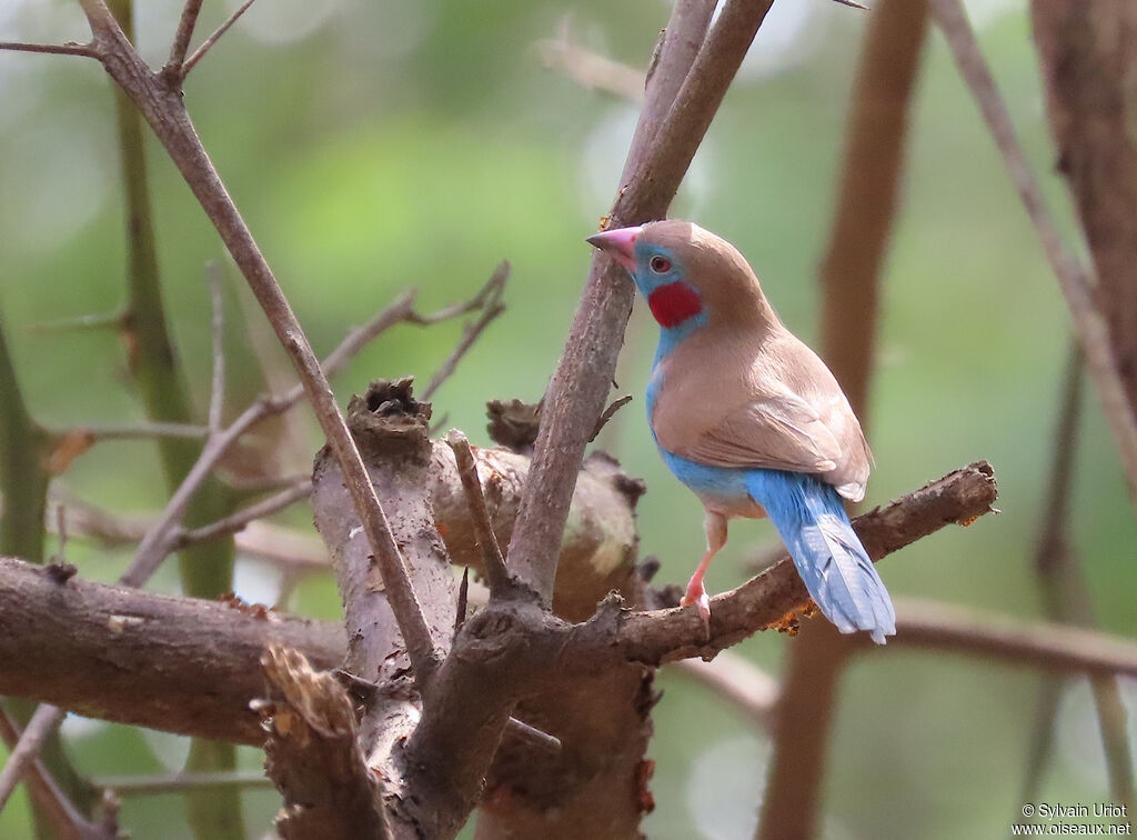 Red-cheeked Cordon-bleu male adult
