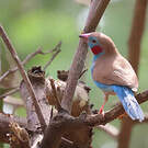 Cordonbleu à joues rouges