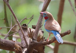 Red-cheeked Cordon-bleu
