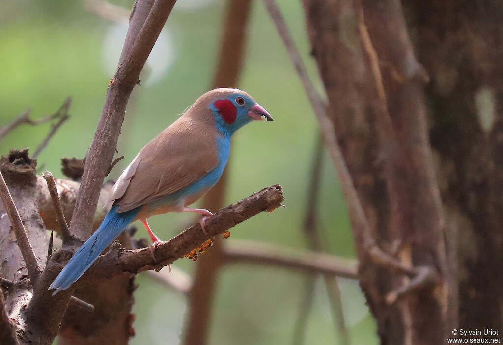Red-cheeked Cordon-bleu male adult