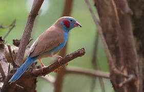 Red-cheeked Cordon-bleu
