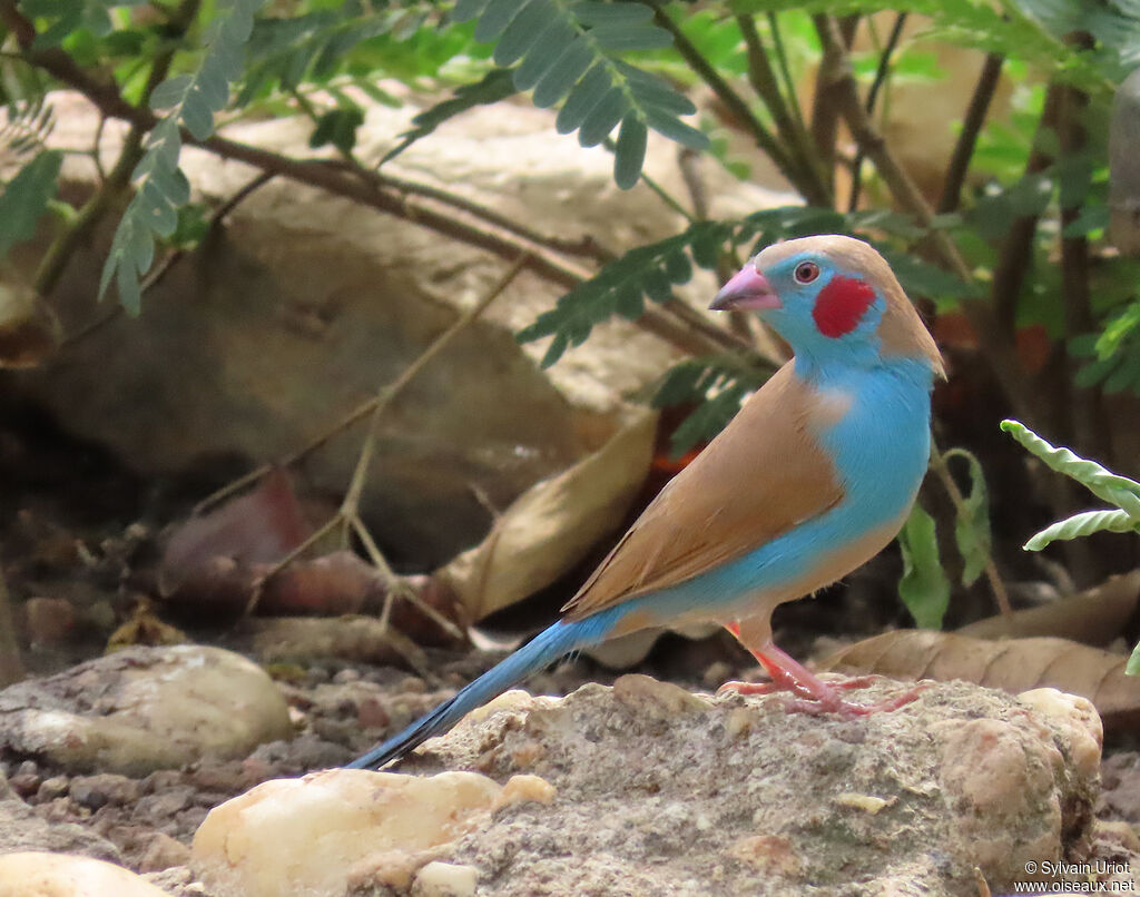 Red-cheeked Cordon-bleu male adult