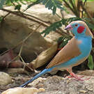 Cordonbleu à joues rouges
