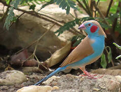Red-cheeked Cordon-bleu