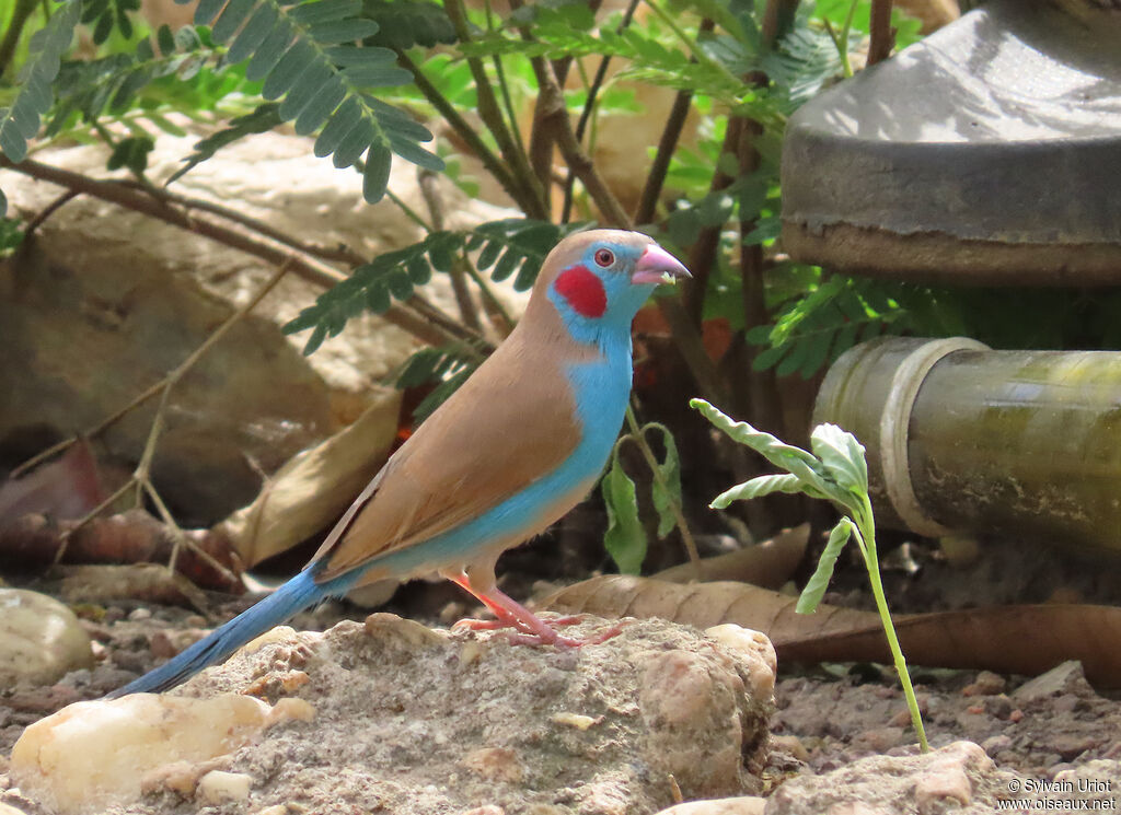 Red-cheeked Cordon-bleu male adult