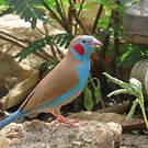 Cordonbleu à joues rouges