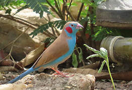 Red-cheeked Cordon-bleu