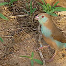 Cordonbleu à joues rouges