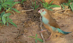 Red-cheeked Cordon-bleu