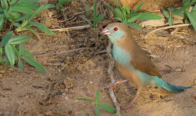 Cordonbleu à joues rouges
