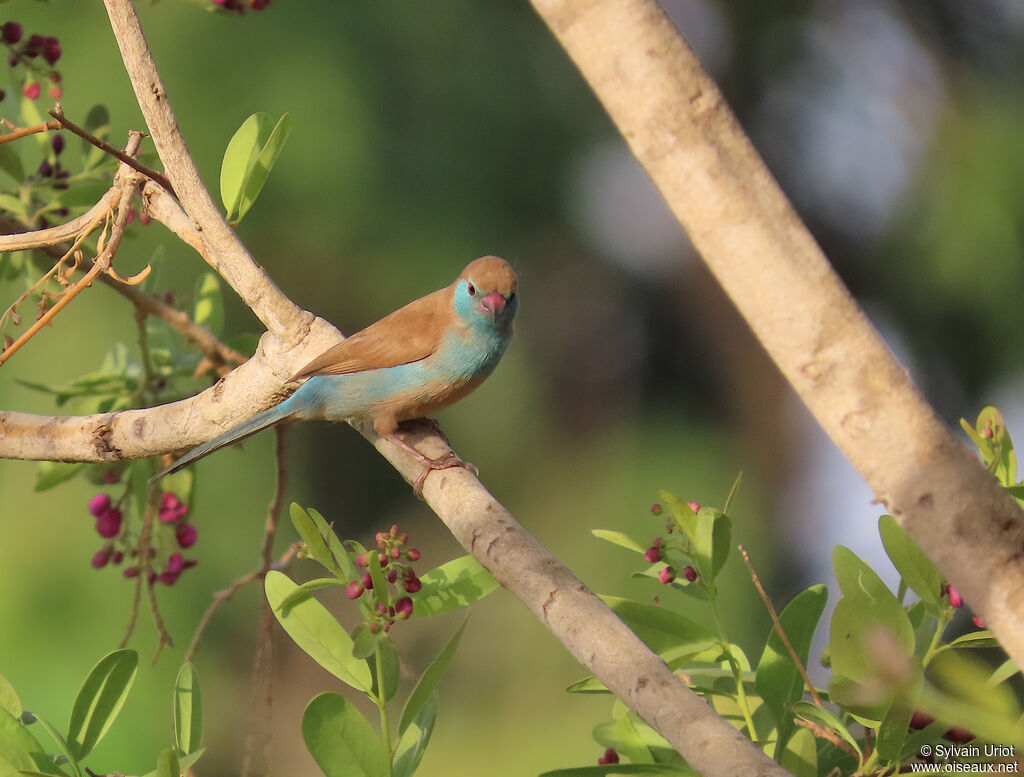 Red-cheeked Cordon-bleu female adult