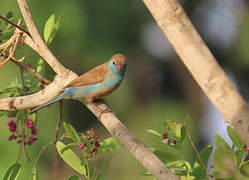 Red-cheeked Cordon-bleu