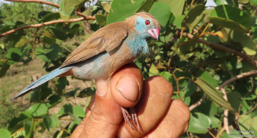 Cordonbleu à joues rouges femelle adulte