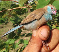Red-cheeked Cordon-bleu