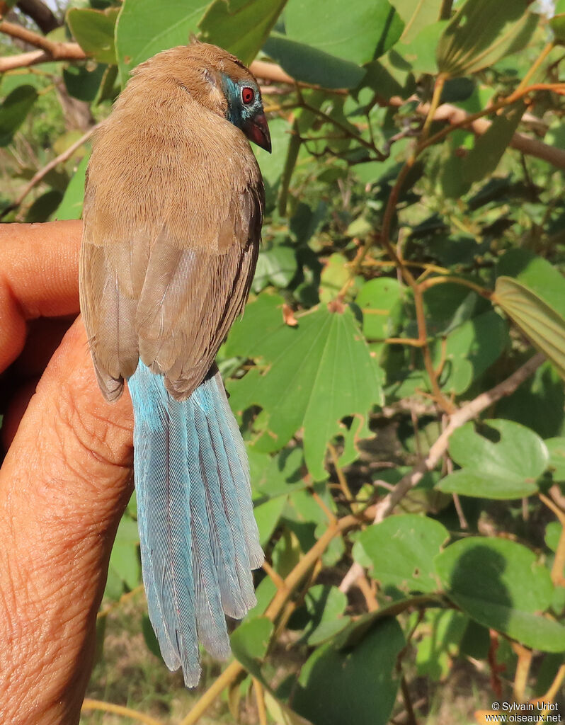 Cordonbleu à joues rouges femelle adulte