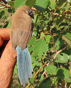 Red-cheeked Cordon-bleu