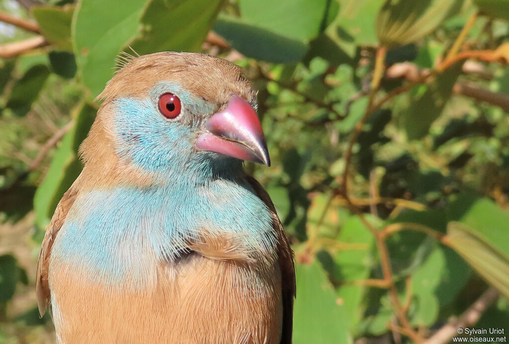 Red-cheeked Cordon-bleu female adult