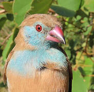 Red-cheeked Cordon-bleu