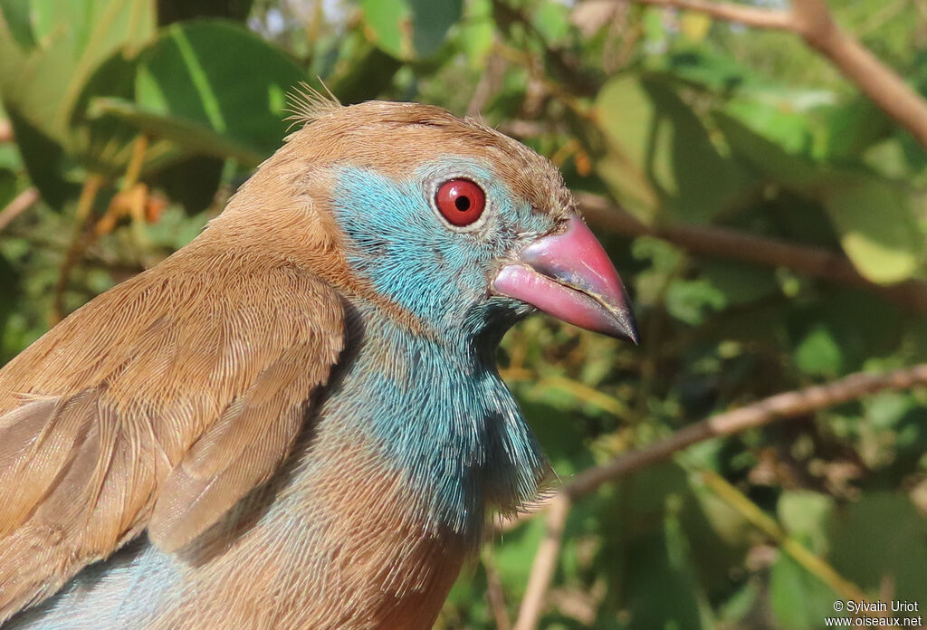Red-cheeked Cordon-bleu female adult