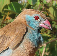 Red-cheeked Cordon-bleu