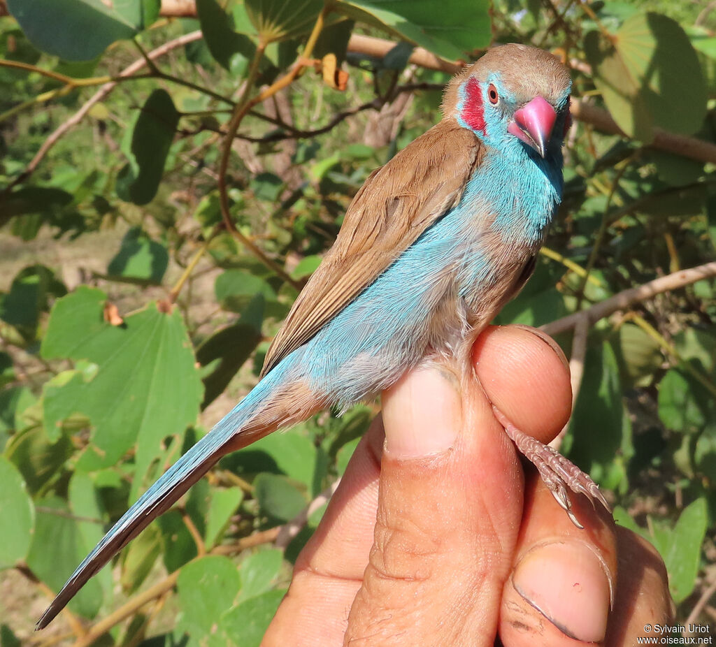 Red-cheeked Cordon-bleu male adult
