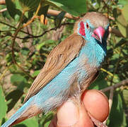 Red-cheeked Cordon-bleu