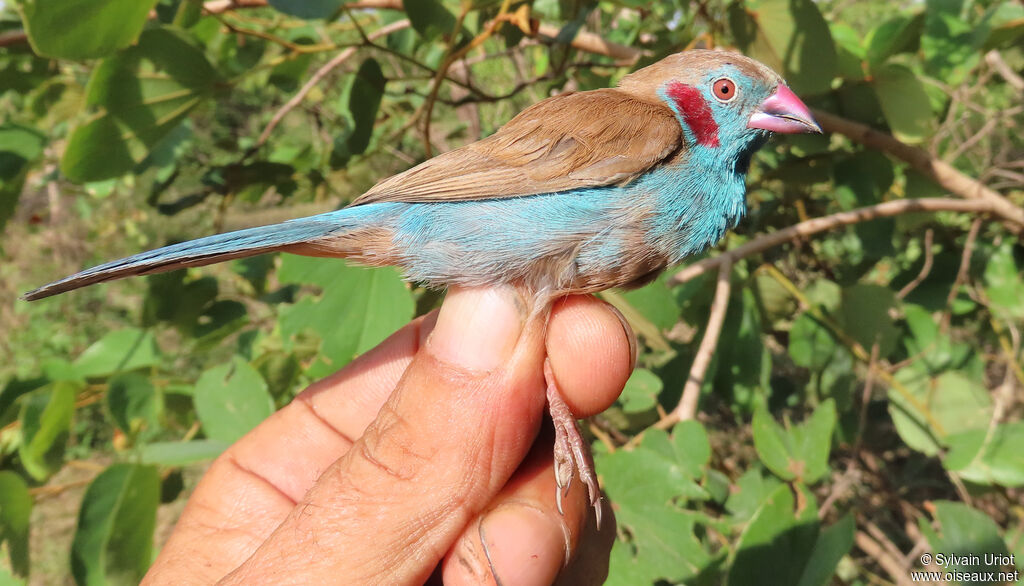 Red-cheeked Cordon-bleu male adult