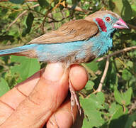 Red-cheeked Cordon-bleu