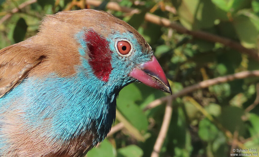 Red-cheeked Cordon-bleu male adult