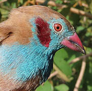 Red-cheeked Cordon-bleu