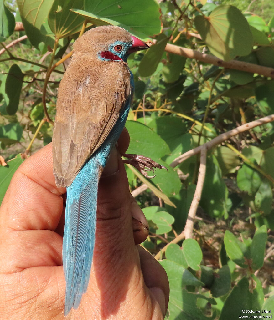 Red-cheeked Cordon-bleu male adult