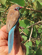 Red-cheeked Cordon-bleu