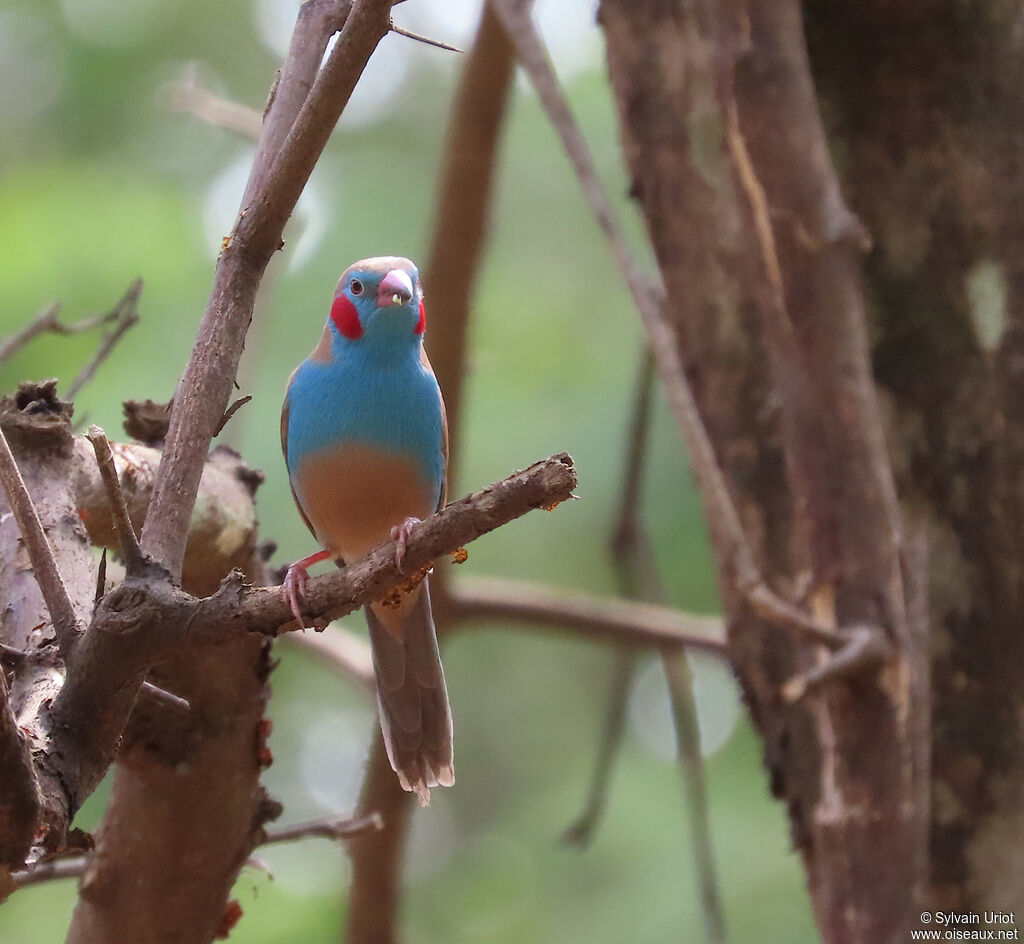 Red-cheeked Cordon-bleu male adult