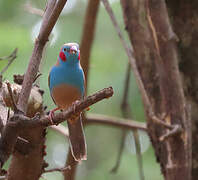 Red-cheeked Cordon-bleu